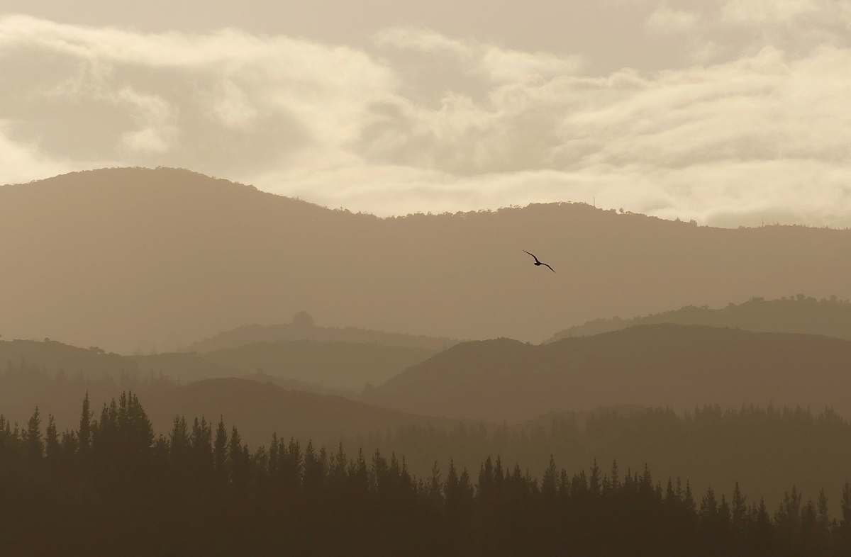 new zealand bird flying over mountain with trees landscape